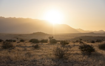 Desert landscape in the evening light at sunset, Brandberg, Erongo, Damaraland, Namibia