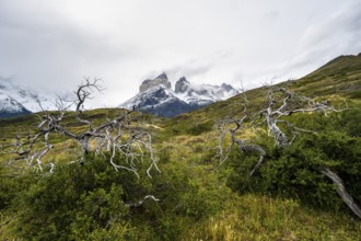 Enchanted dead trees, Cuernos del Paine mountain range in autumn, Torres del Paine National Park,