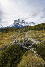 Enchanted dead trees, Cuernos del Paine mountain range in autumn, Torres del Paine National Park,