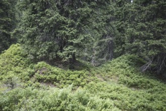 Rauris primeval forest, Rauris, Pinzgau, Salzburg, Austria