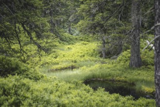 Blackwater pond, Rauris primeval forest, Rauris, Pinzgau, Salzburg, Austria