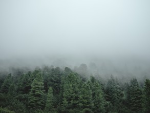 Forest in the morning mist, Krimmler Tauern, Pinzgau, Salzburg, Austria