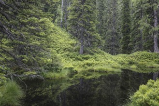 Blackwater pond, Rauris primeval forest, Kolm Saigurn, Pinzgau, Salzburg, Austria