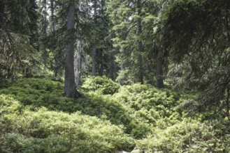 Fern ground (Polypodiopsida), Rauris primeval forest, Kolm Saigurn, Pinzgau, Salzburg, Austria