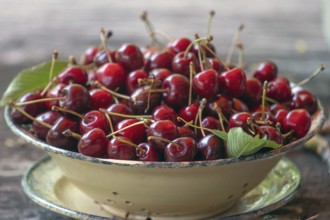 Fresh sweet cherries (Prunus avium) in a bowl, Bavaria, Germany