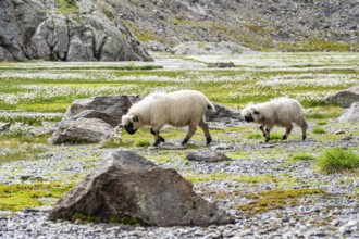 Two Valais Blacknose sheep (Ovis gmelini aries), in meadow with flowering white cotton grass, high