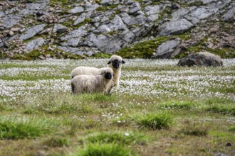Two Valais Blacknose sheep (Ovis gmelini aries), in meadow with flowering white cotton grass, high