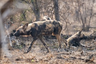 African wild dog, Kruger National Park, South Africa