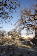 African baobab or baobab tree (Adansonia digitata), arid landscape, Kubu Island (Lekubu), Sowa Pan,