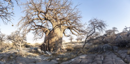 African baobab or baobab tree (Adansonia digitata), arid landscape, Kubu Island (Lekubu), Sowa Pan,