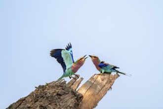 Forked Roller (Coracias caudatus), with open wing, mating behaviour, two birds on a branch in front