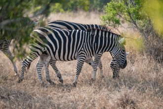 Plains zebra (Equus quagga), in dry grass, Kruger National Park, South Africa