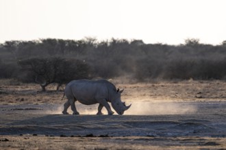 Dramatic atmosphere, Southern white rhinoceros (Ceratotherium simum simum), Khama Rhino Sanctuary,