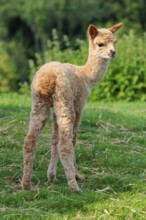 A newly born white alpaca (Vicugna pacos) stands in a green meadow on a sunny day. A green forest