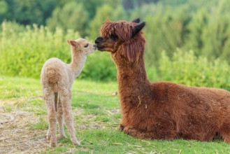 A freshly born white alpaca (Vicugna pacos) stands in front of its brown mother and sniffer on her