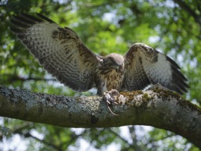 Young common buzzard (Buteo buteo) with a mouse, Berlin, Germany