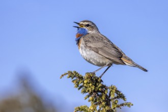 Red-spotted bluethroat (Luscinia svecica svecica) male singing from shrub on the tundra in spring,