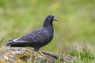 Wood pigeon (Columba palumbus), young bird in juvenile plumage, sitting on a stone, Pillberg, Pill,