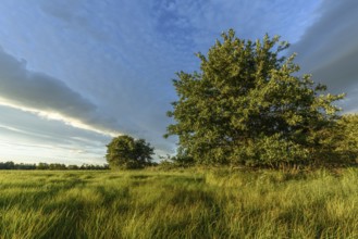 An expansive meadow with tall grass moving gently in the breeze, complemented by scattered trees