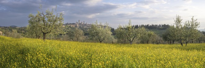 Yellow flowering broom, spring meadow with olive trees, behind San Gimignano, Tuscany, Italy