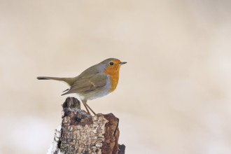 European robin (Erithacus rubecula), on dead wood of a birch tree, Wilnsdorf, North