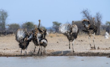 Common ostrich (Struthio camelus), six juveniles, with upturned wings, startled, flight behaviour,