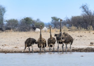Common ostrich (Struthio camelus), six juveniles, group drinking at a waterhole, Nxai Pan National