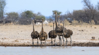 Common ostrich (Struthio camelus), six juveniles, group at waterhole, Nxai Pan National Park,