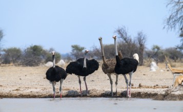 Common ostrich (Struthio camelus), adult female and three males, at the waterhole, Nxai Pan