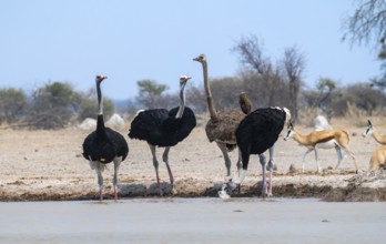 Common ostrich (Struthio camelus), adult female and three males, drinking at a waterhole, Nxai Pan