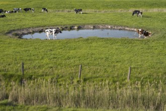 Cows grazing at a watering hole, Dockkoog, Husum, North Frisia, Schleswig-Holstein, Germany