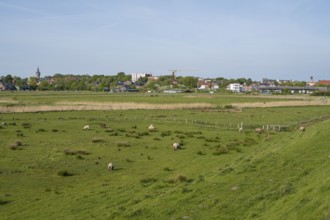 Sheep grazing in the meadows, Dockkoog, Husum, North Frisia, Schleswig-Holstein, Germany