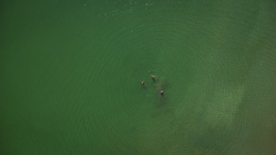 Aerial view of people enjoying the refreshing waters of covas beach in viveiro, a stunning coastal