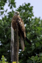 A majestic bird of prey on a tree stump with a background of foliage, Red Kite, (Milvus milvus)
