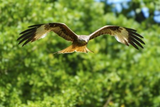 A red kite in flight over a wooded area, Red kite, (Milvus milvus) wildlife, Germany