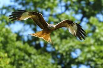 A red kite flying in front of a background of green trees, Red kite, (Milvus milvus) wildlife,
