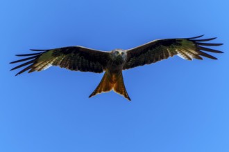 A red kite in flight from the front view with outstretched wings, Red Kite, (Milvus milvus)