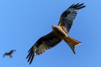 Two red kites flying high in the blue sky, one close and one in the distance, Red Kite, (Milvus