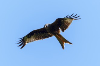 A red kite flies smoothly against the bright sky, Red kite, (Milvus milvus) wildlife, Germany