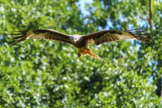A red kite flies head-on towards the camera against a green forest background, Red Kite, (Milvus