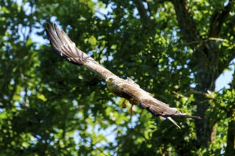 A red kite flying over trees in a vivid green background, Red Kite, (Milvus milvus) wildlife,