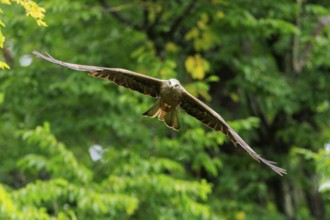 A bird of prey flies through lush green treetops, Red Kite, (Milvus milvus) wildlife, Germany