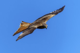 A bird of prey flies sideways through the air against a blue sky, Red Kite, (Milvus milvus)
