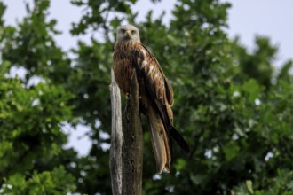 A bird of prey sitting on a tree stump in front of green foliage, Red Kite, (Milvus milvus)