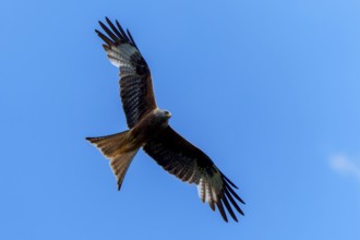 A red kite flies majestically in the blue sky, Red kite, (Milvus milvus) wildlife, Germany