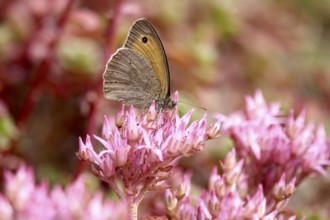 Meadow Brown, July, Germany