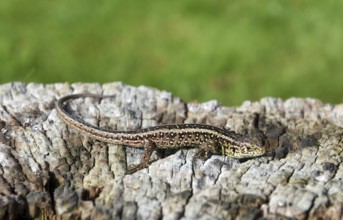 Forest lizard on old tree trunk, dead wood, Schleswig-Holstein, Germany