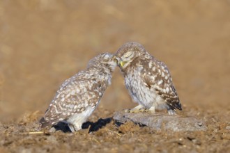 Little owl (Athene noctua) Two young birds sitting on the ground, grooming, cuddling, endangered