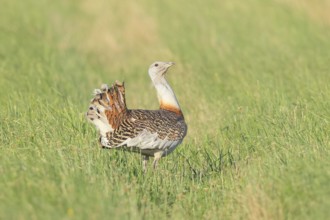 Great Bustard (Otis tarda), steppe bird, extremely rare bird species, threatened with extinction,