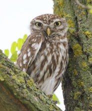 Little owl (Athene noctua) adult bird sitting in a tree, endangered bird species in Central Europe,
